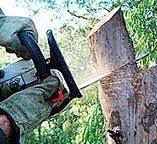 How Our Tree Care Process Works  in  Campbellsport, WI
