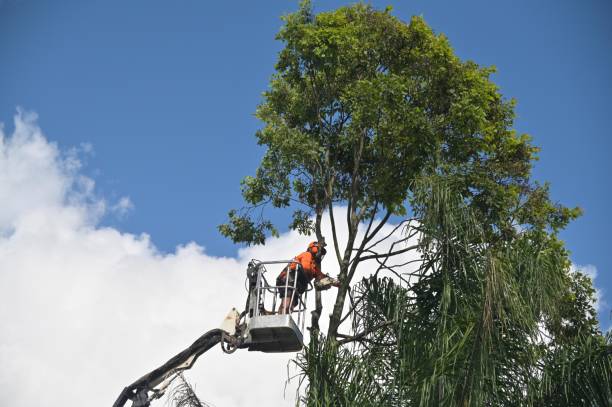 Campbellsport, WI Tree Care Company
